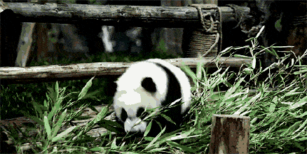 曾有个女人将活体大熊猫走私出中国，海关登记：携带哈巴狗一只 - 3