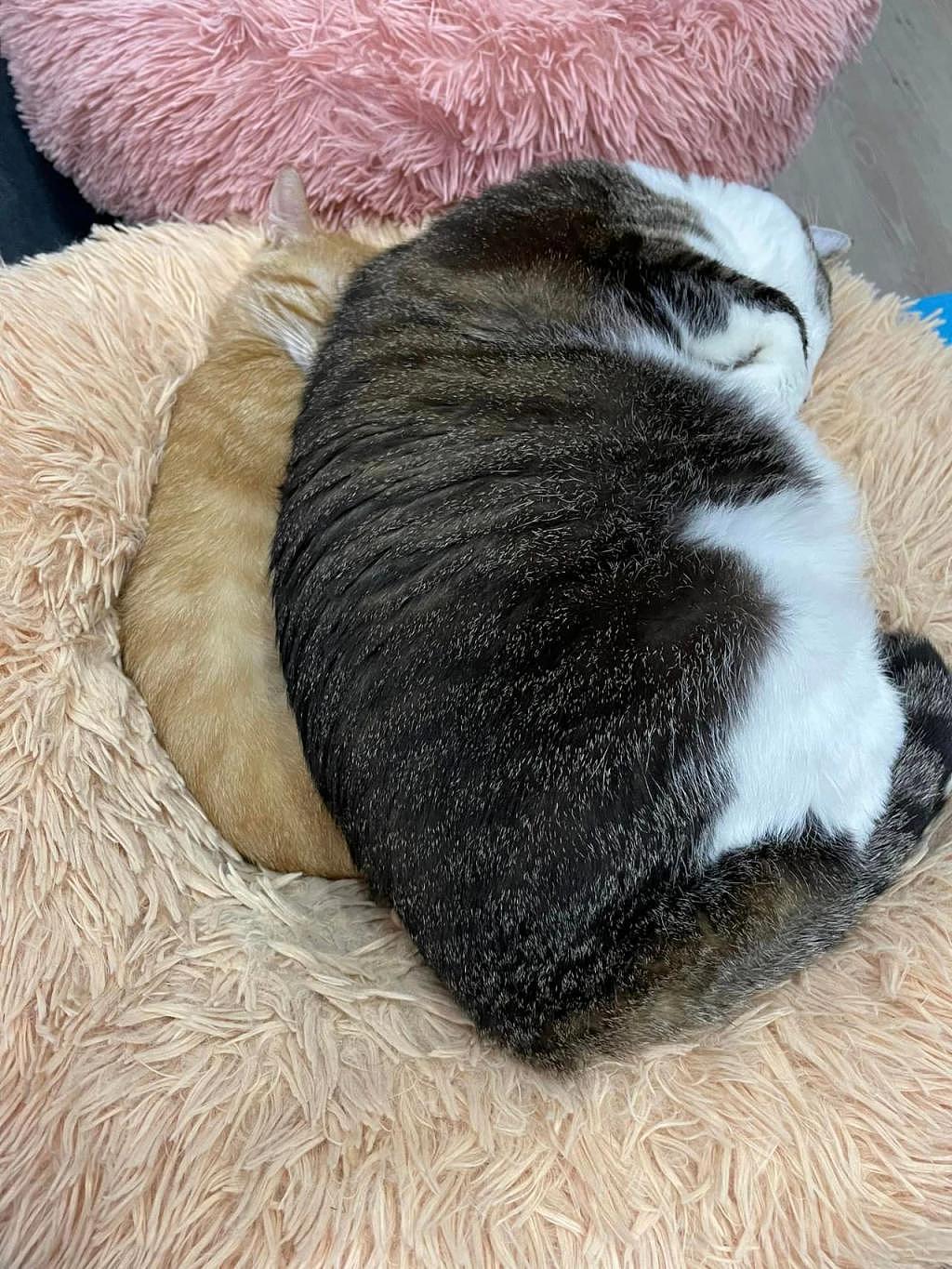 橘猫和同伴挤在一起睡觉，竟快被压成柿饼，说好的大橘为重呢！ - 2