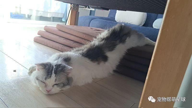 网友家惊现“猫猫虫”，它躺桌下惬意熟睡，可爱到懵圈！ - 3