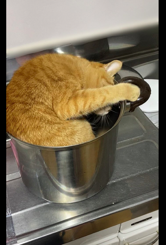 主人刚把炖锅拿出来，猫咪就拼命钻了进去，脑袋都翻了180度！ - 1