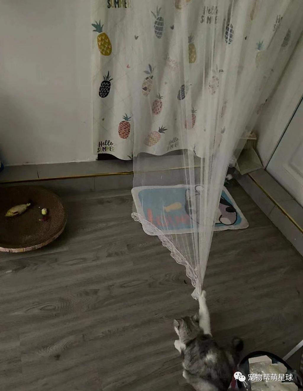 网友家的猫咪偷爬窗帘，结果乐极生悲竟 . - 1