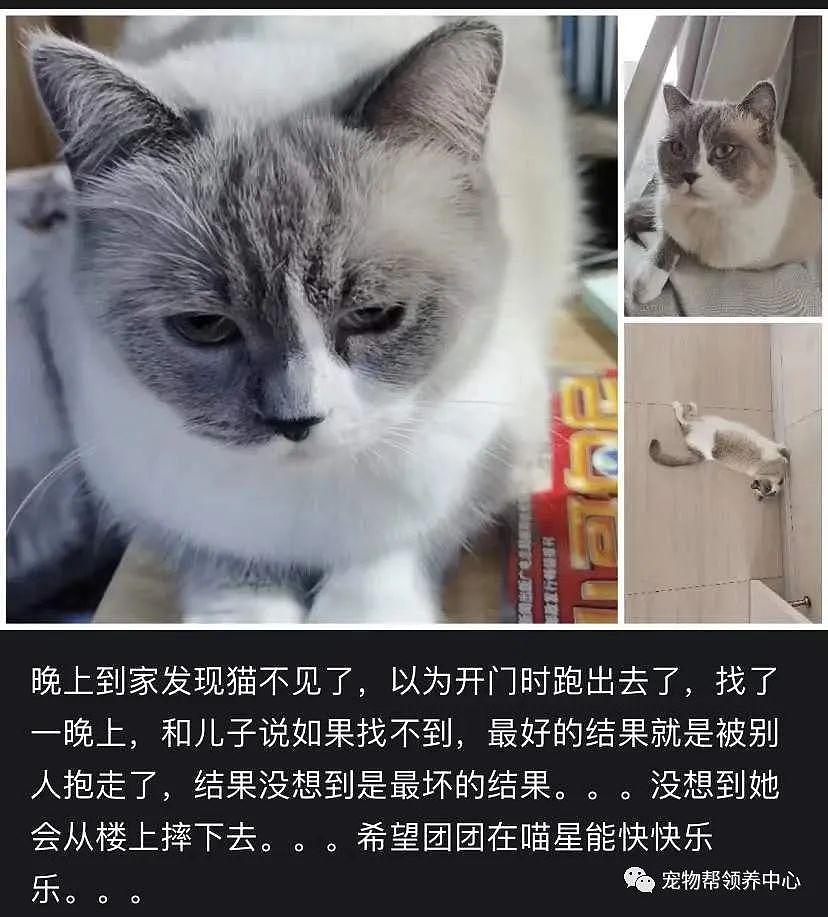 布偶猫险些坠楼，主人却在录视频赚流量，不能封窗为什么要养猫？ - 16