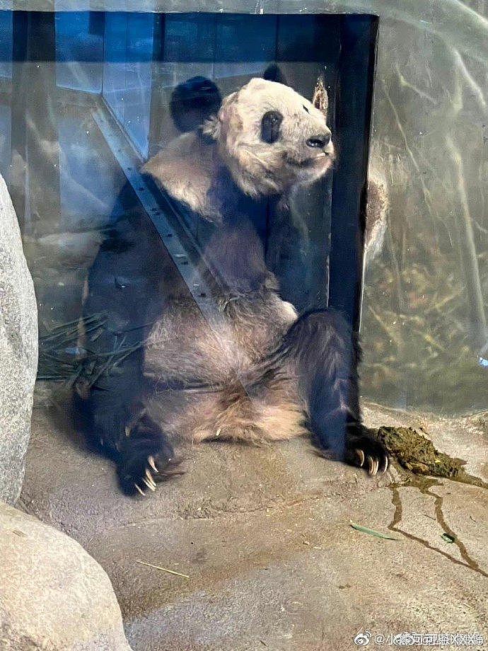 熊猫丫丫还没送回来，孟菲斯动物园却说要再租借一对年轻熊猫，怎么好意思的？ - 14