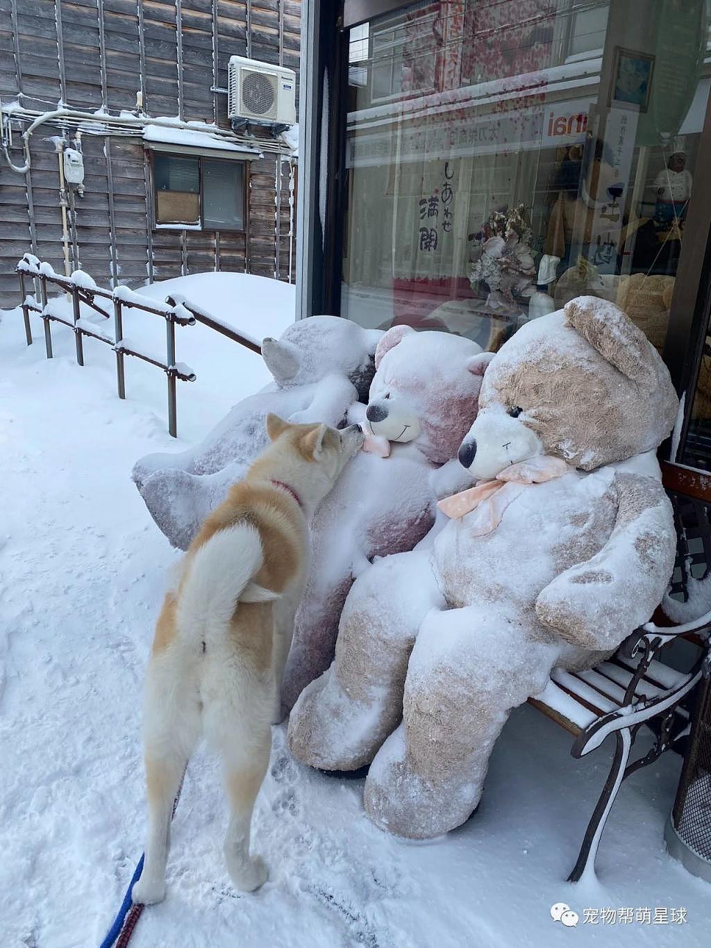 路遇毛绒玩偶被白雪覆盖，狗狗眼里的担忧藏也藏不住 ... 画面太暖心了！ - 2