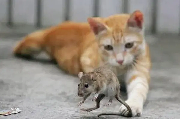猫品 | 哪种猫最会抓老鼠？这五种猫咪一定榜上有名 - 2