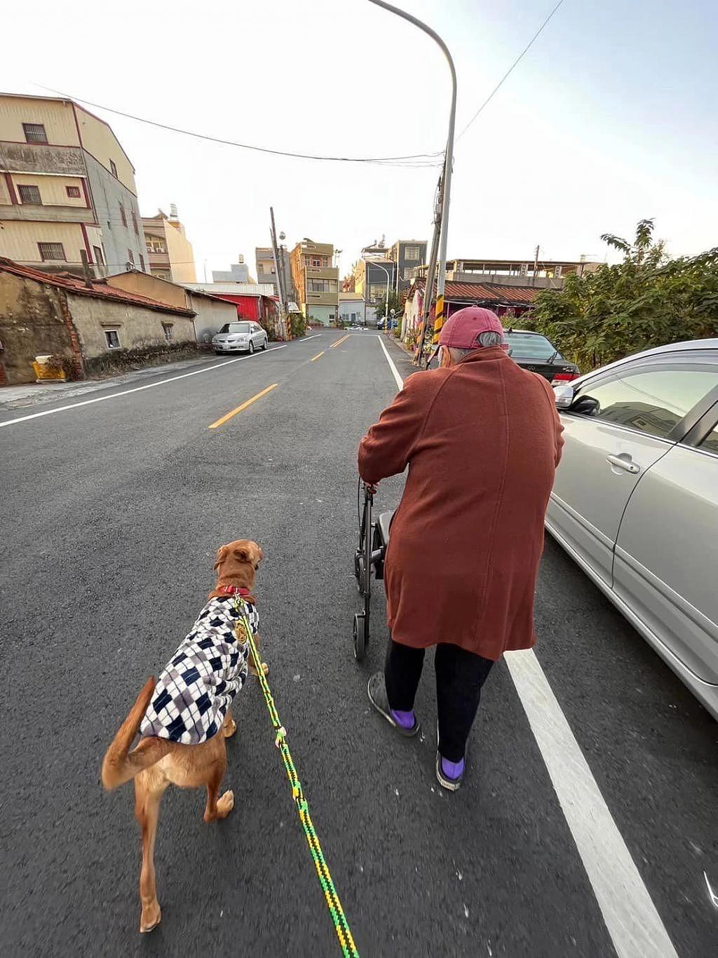 超有安全感的大狗狗陪奶奶散步，这些举动 ... 网友赞有灵性 ~ - 6