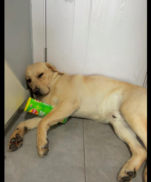 狗狗为了能吃到薯片，抱着盒子就睡觉了，狗：这是为防止你偷吃！ - 3