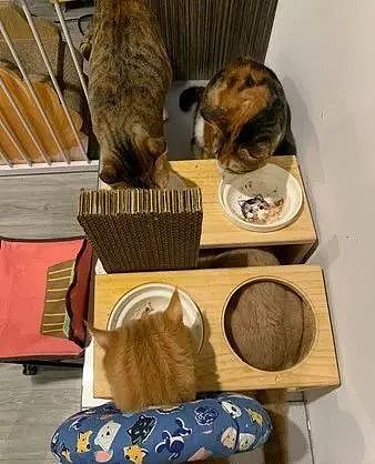 开动10分钟！2橘猫越过隔板，换一桌来吃，网友：清菜尾概念 - 3