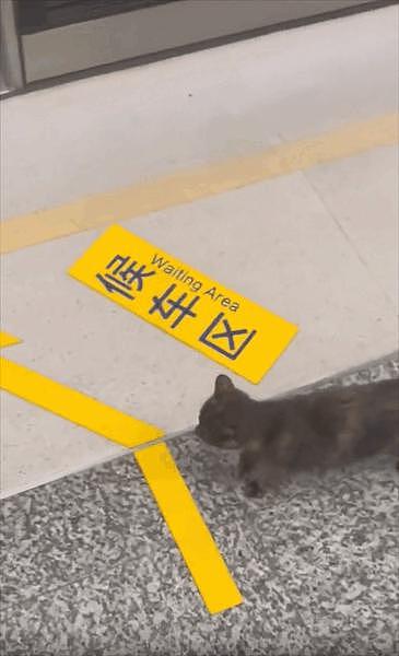 猫咪蹲在黄线外乖乖等地铁，却被工作人员一把抱走，猫猫：一米二以下也用买票？ - 3