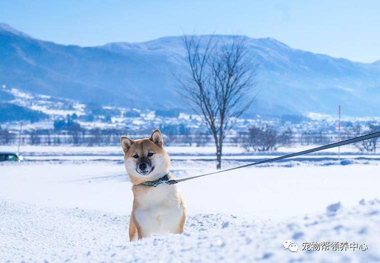 狗狗和主人去滑雪，竟在缆车上和小主人神同步歪头睡着了 ~ - 6