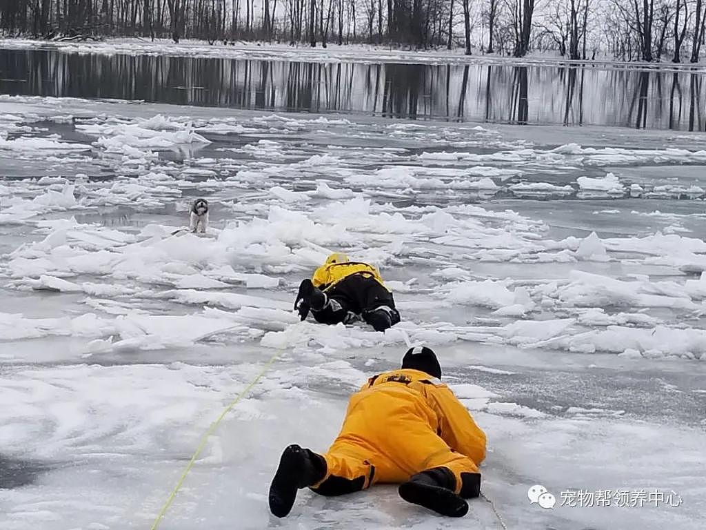 狗狗卡冰面上，消防员匍匐解救，岸上还有警车救护车待命，感动！ - 4