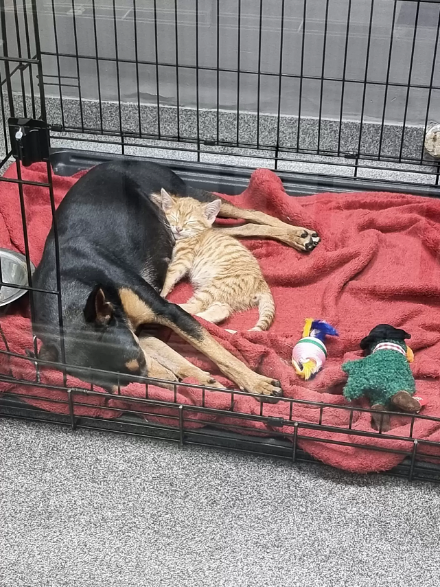 猫趣 | 被救助的小橘猫，跨越围栏，成了狗狗的疗愈师 - 7