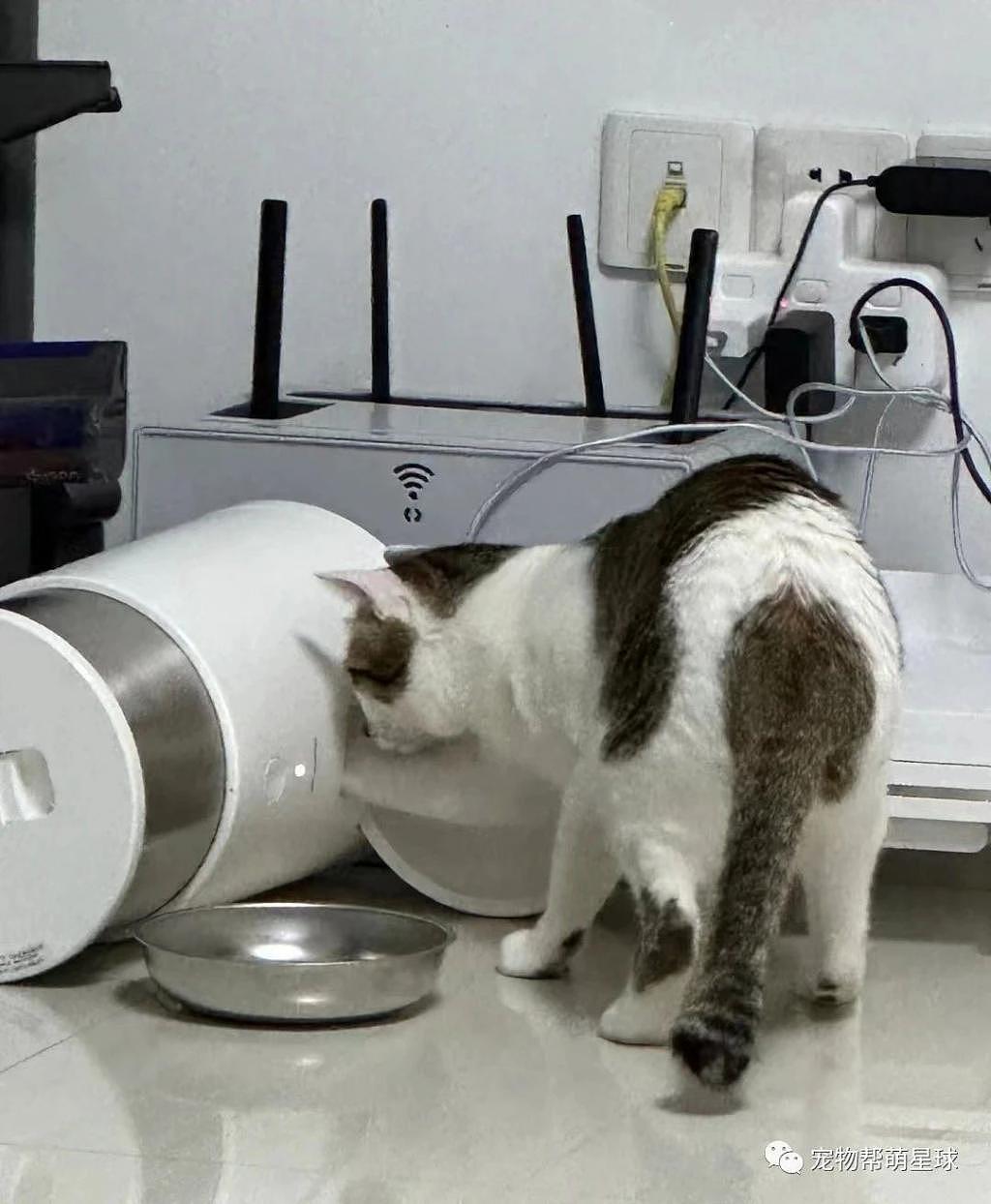 给猫咪买了一个自动喂食器，可没想到它却做出了这种事 . - 3