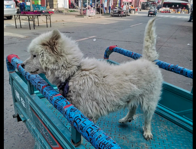 街边拴着一只脏兮兮的萨摩耶，狗贩要把它养胖了再卖，它还不知情 - 4