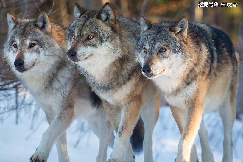 为何狼喜欢杀死同类？狼行为学专家潜入狼群13年，狼群秘密被揭开 - 2