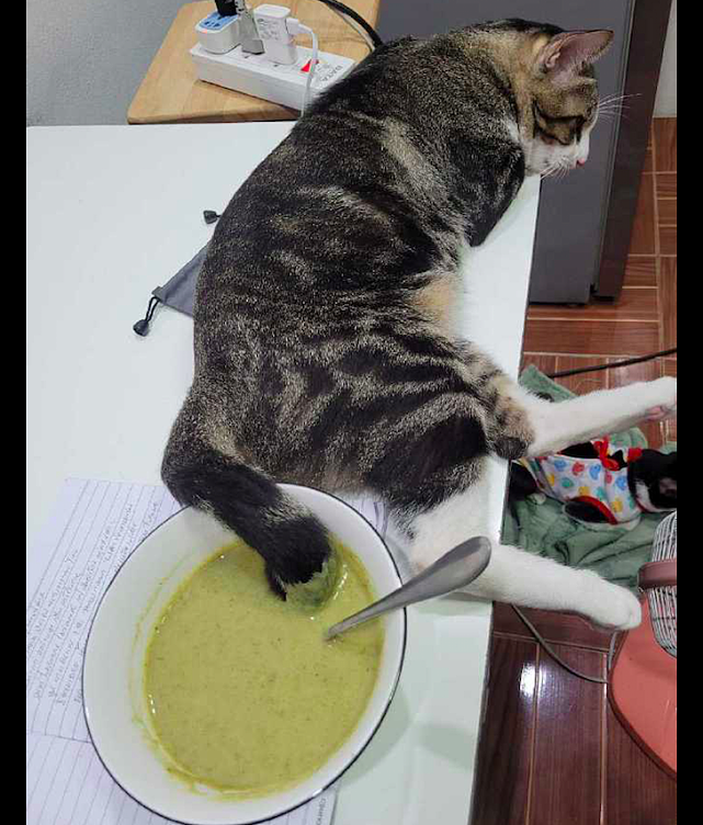 猫咪把尾巴放进了汤碗里，它好像完全没有察觉得到，故意的吧？ - 3