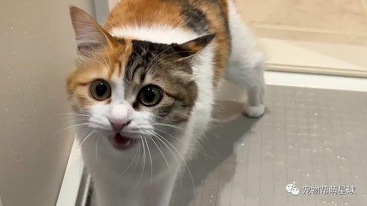 网友每次洗澡，浴室门上都会出现猫猫头，这种关心的方式好独特！ - 4