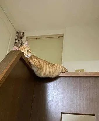 抬头惊见橘猫“肉肚垂挂”楼梯转角！脚交叉谜样视角：你在干嘛？ - 2