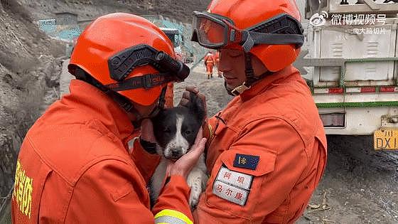 狗狗掉下山崖消防员冒险营救，而害狗狗被困险境的人，却一走了之了 . - 21