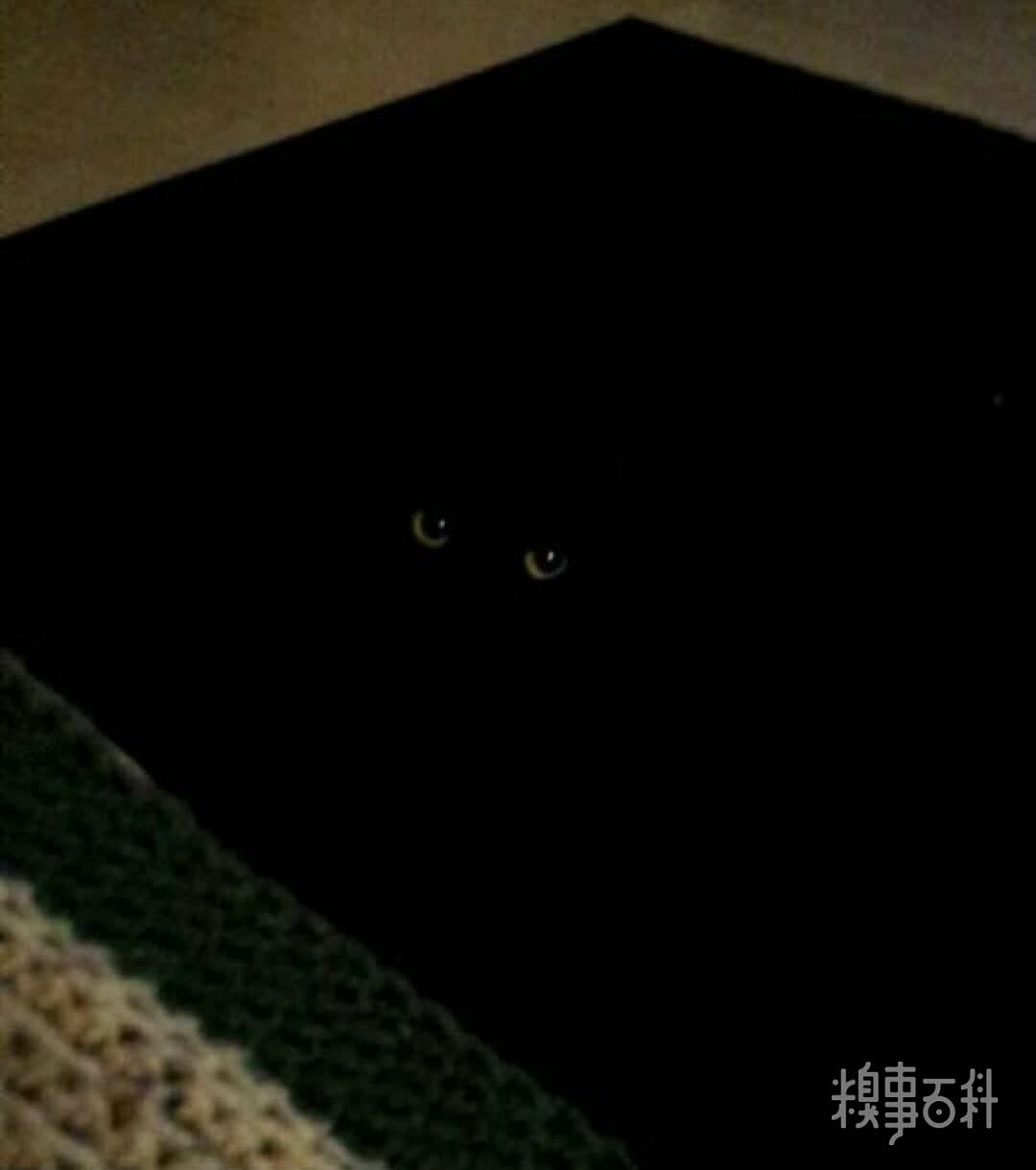 天呐！居然是只猫？黑