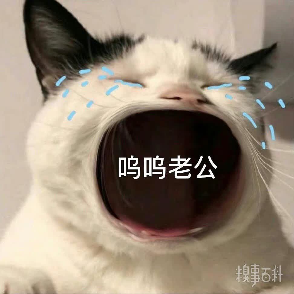 妈！我要色色！更多猫