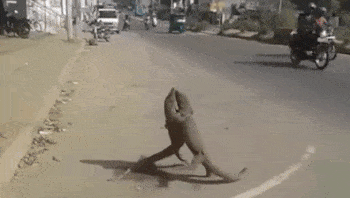 第一次看到巨蜥在街头