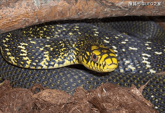 蛇最怕什么？两场实验证明：蛇真的不怕雄黄粉，专家说明了原因 - 8