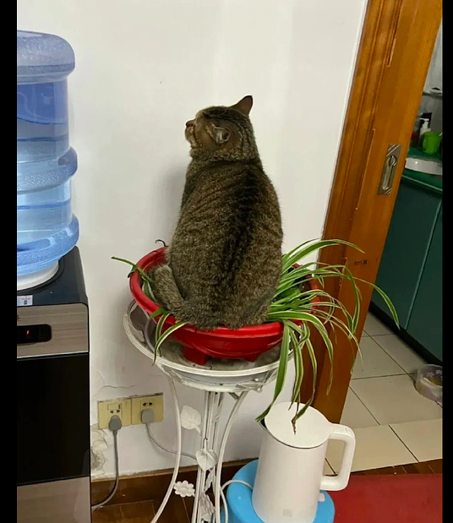 网友买了个吊兰，猫咪却偏要坐在上面不下来：猫砂盆不错，给我吧 - 3