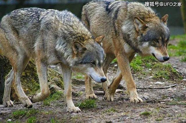 为何狼喜欢杀死同类？狼行为学专家潜入狼群13年，狼群秘密被揭开 - 9