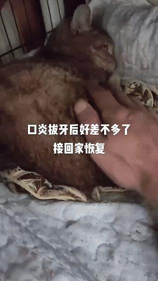 保安收养 7 只生病流浪猫上了热搜，和打死流浪狗的保安一对比，差距太大了 . - 12