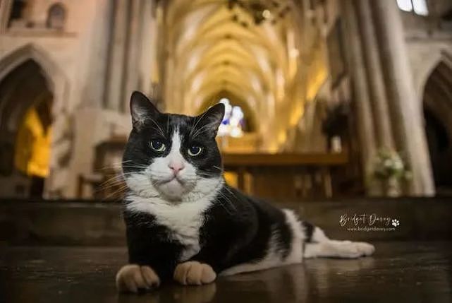 猫趣 | 这座有猫咪神使护佑的大教堂，吸引了全球万千粉丝慕名而来 - 12