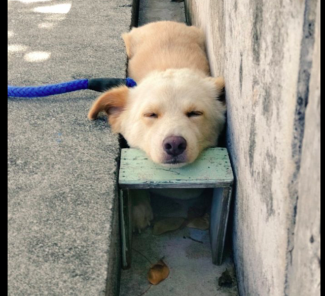 狗狗喜欢到小沟里睡觉，主人给它放了个小凳子，狗：这叫养生觉！ - 1
