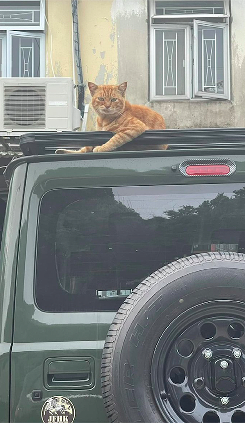 远看车顶上趴着只大橘，看清猫的表情后语塞了：这可是我的车呀 - 1