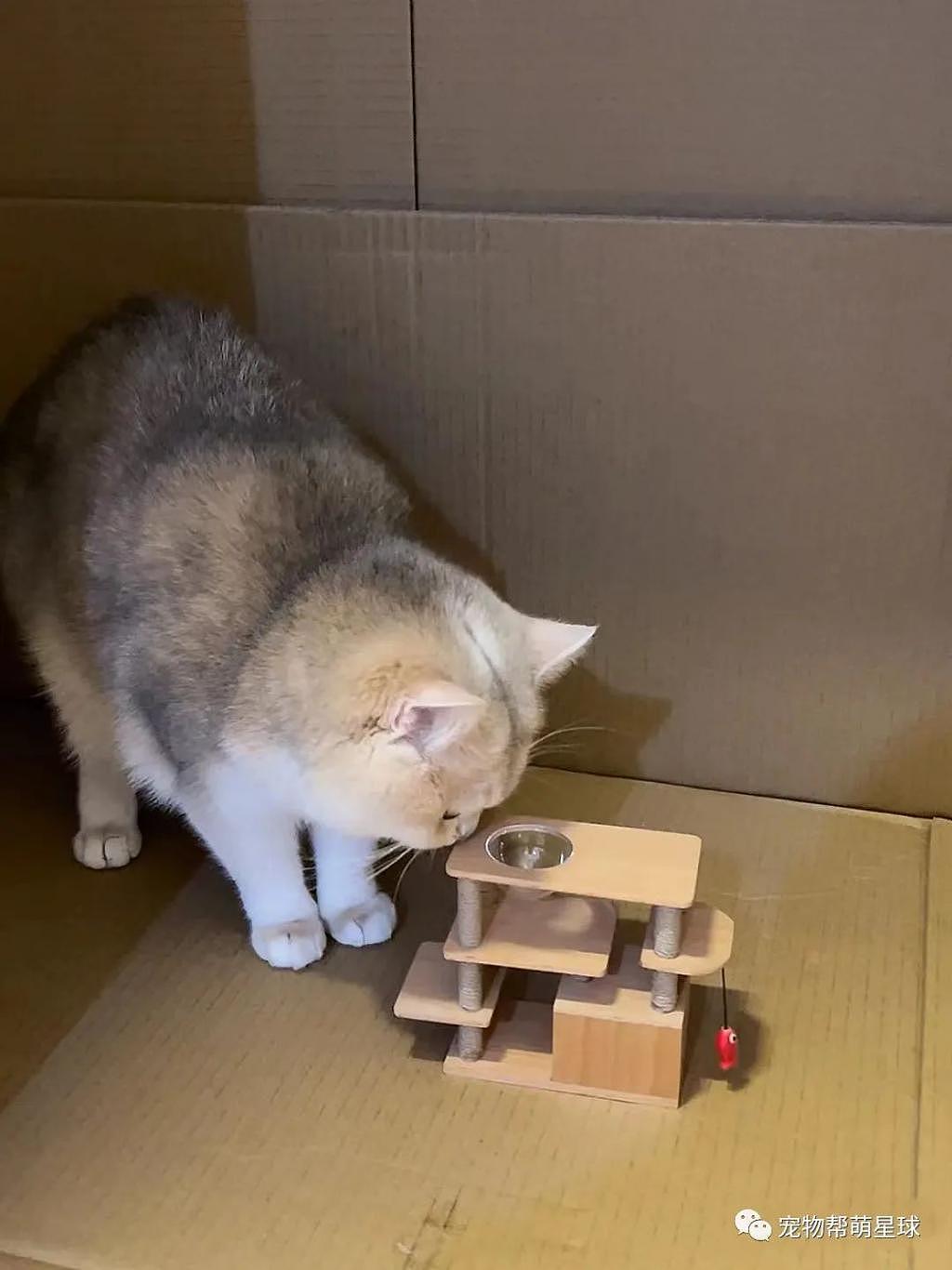 网友给猫买了一个猫爬架，结果 ... 喵：这辈子没这么无语过！ - 2