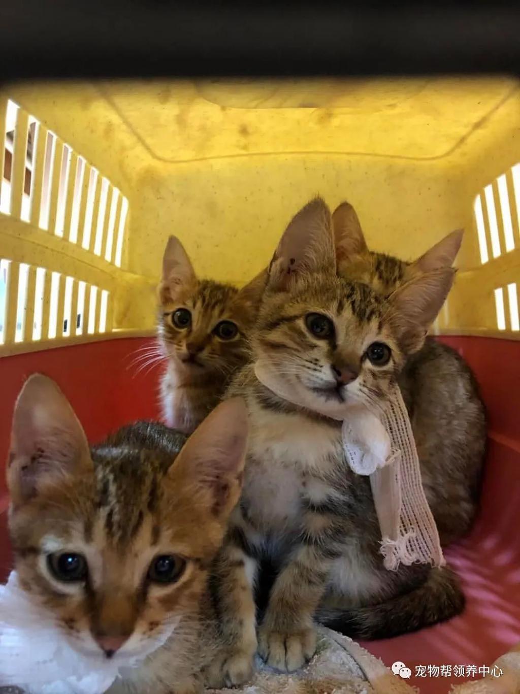 猫妈出车祸，四只奶猫被救下后却发生这种囧事 ... 哭笑不得！ - 7