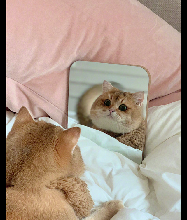 猫趴在床上照镜子，还时不时眨眼睛放电，沉迷于自己的盛世美颜！ - 1