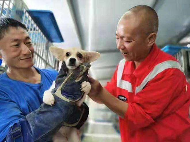 上海一 52 岁僧人每年花 198 万租基地，救助 9000 流浪动物 - 7
