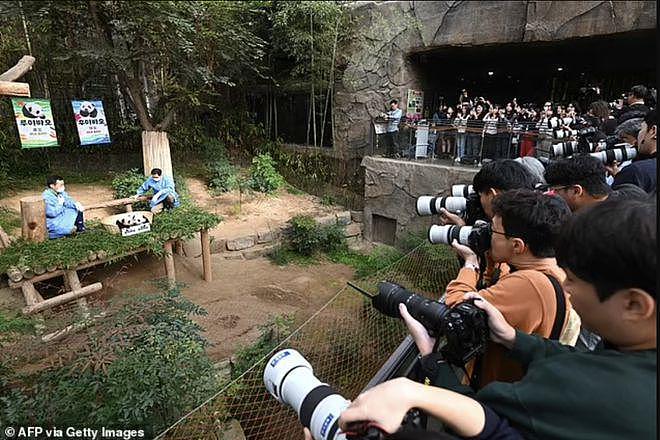 在韩国新出生的两只大熊猫幼崽快 100 天啦，拥有了名字 - 3