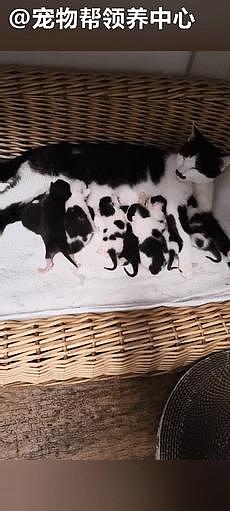 奶牛猫妈妈和刚出生的 9 个宝宝竟被无情丢在公园，天还快下雨了 . - 5