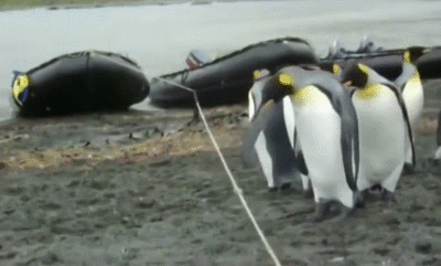 企鹅群遇到一根挡路的