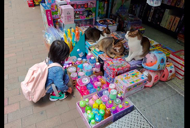 小女孩蹲在路边摊前，不知道它是想买玩具呢，还是想要撸猫呢？ - 1
