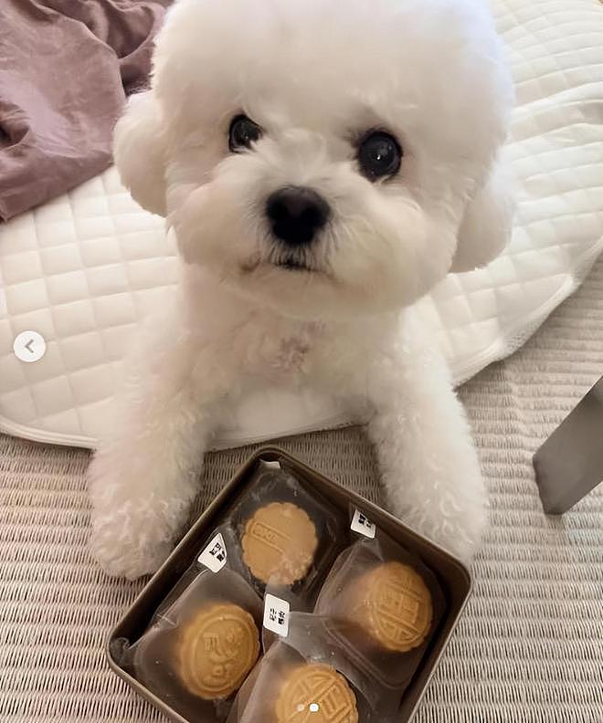 宋慧乔分享中秋节吃月饼照片，和宠物狗一起出镜感谢中国粉丝 - 5