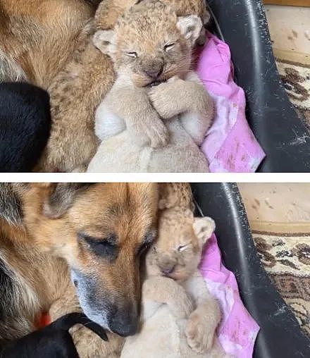 小狮子出生后日渐消瘦，还被新手妈妈咬伤，直到德牧接手后… - 18