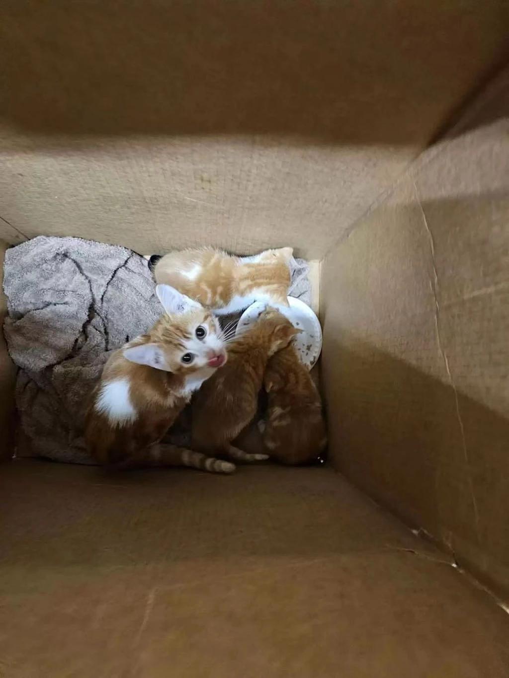 四只小奶猫被装纸箱扔进垃圾桶，差点被闷死，幸好救星及时出现 . - 3