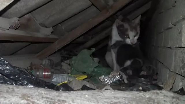 流浪猫霸占楼顶，带着残疾孩子苟且偷生，受到威胁仍不离不弃 - 7