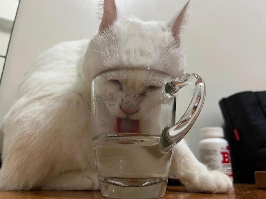 猫咪偷喝杯子里的水，铲屎官拍下证据却成表情包，丑出新高度！ - 2