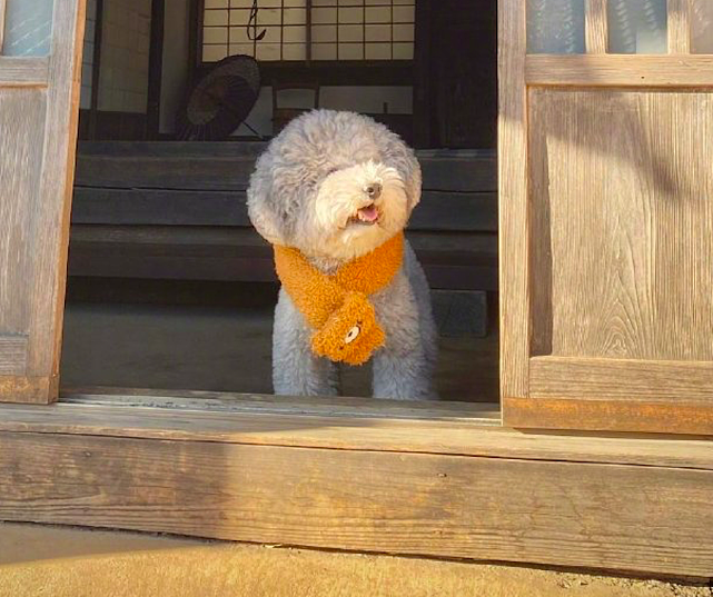 狗狗系着围巾站在门口等主人，还以为是毛绒玩具，也太可爱萌了吧 - 2