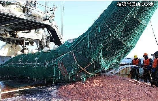南极磷虾：5亿吨的海上“金矿”，中国将是最大“黑马”？ - 5
