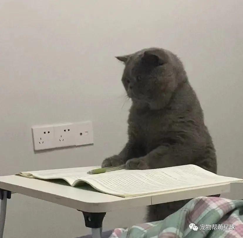 猫咪非要看书学习，但没过多久就 ... 看来不是块学习的料啊！ - 1