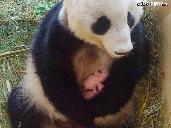 中国首创！已放生10只大熊猫，“母兽带崽”能恢复东北虎种群吗？ - 8